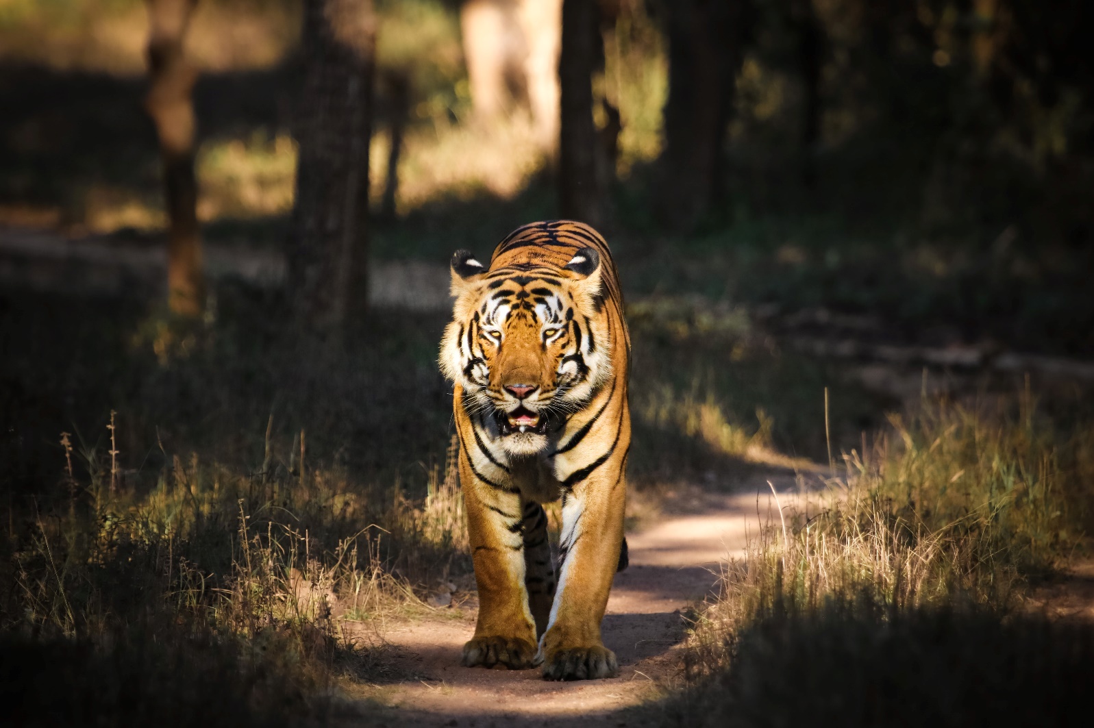 Tadoba National Park